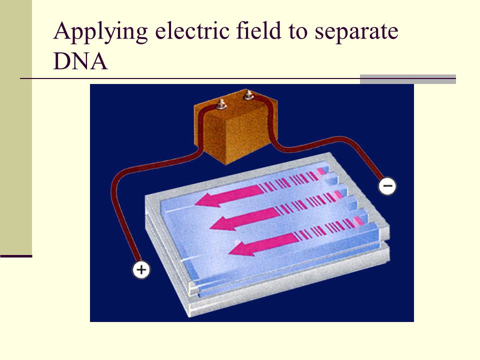 Applying electric field to separate DNA