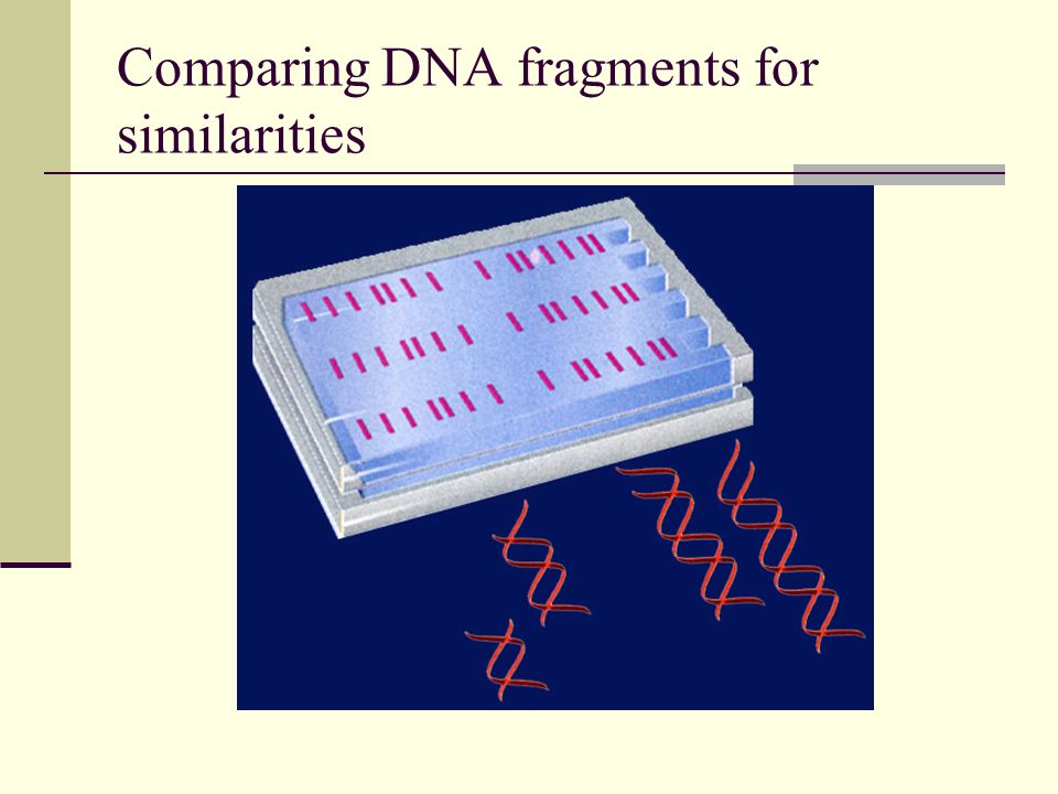 Comparing DNA fragments for similarities