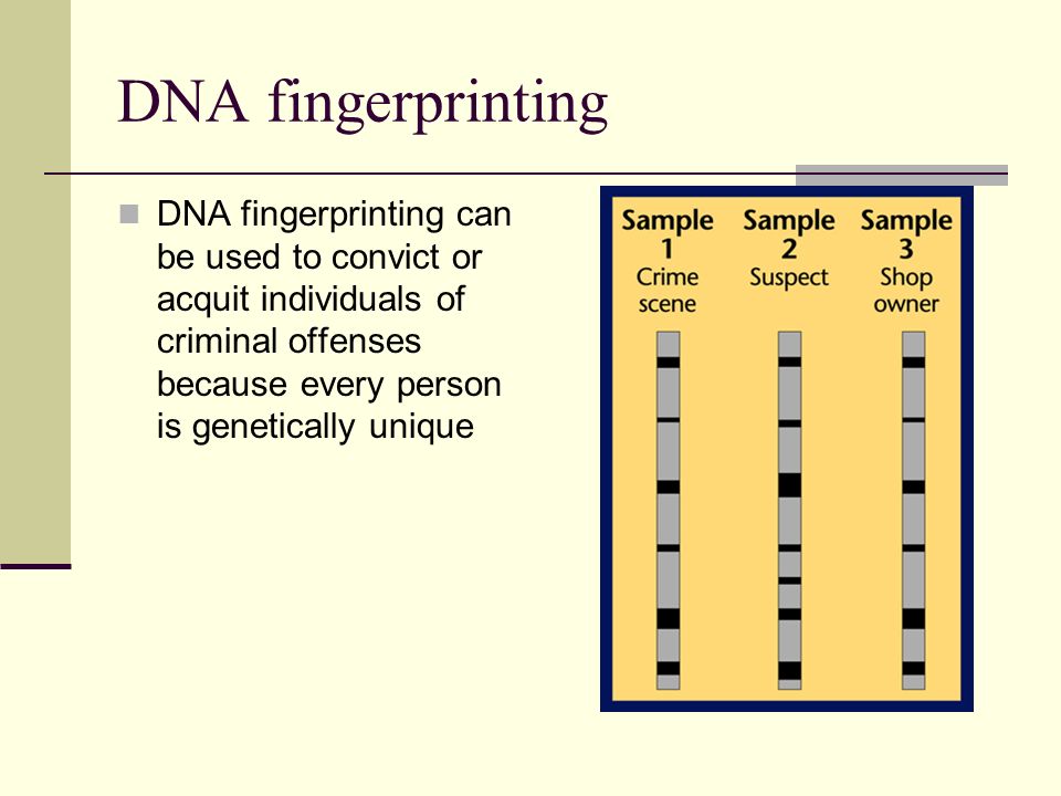 DNA fingerprinting DNA fingerprinting can be used to convict or acquit individuals of criminal offenses because every person is genetically unique.