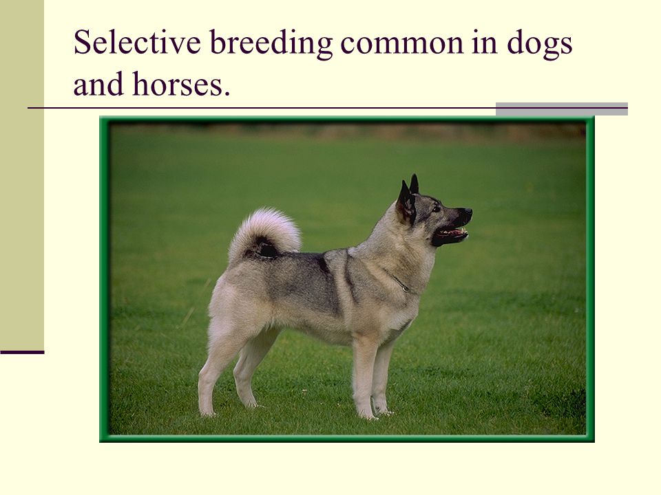 Selective breeding common in dogs and horses.
