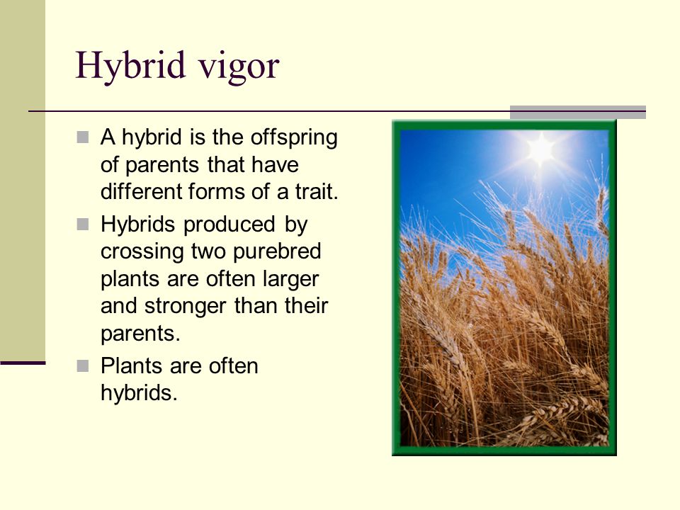 Hybrid vigor A hybrid is the offspring of parents that have different forms of a trait.