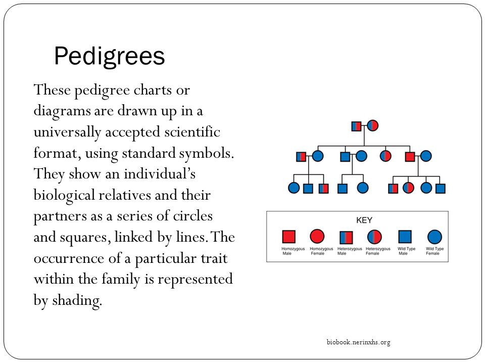 Pedigree Chart Activity Answers
