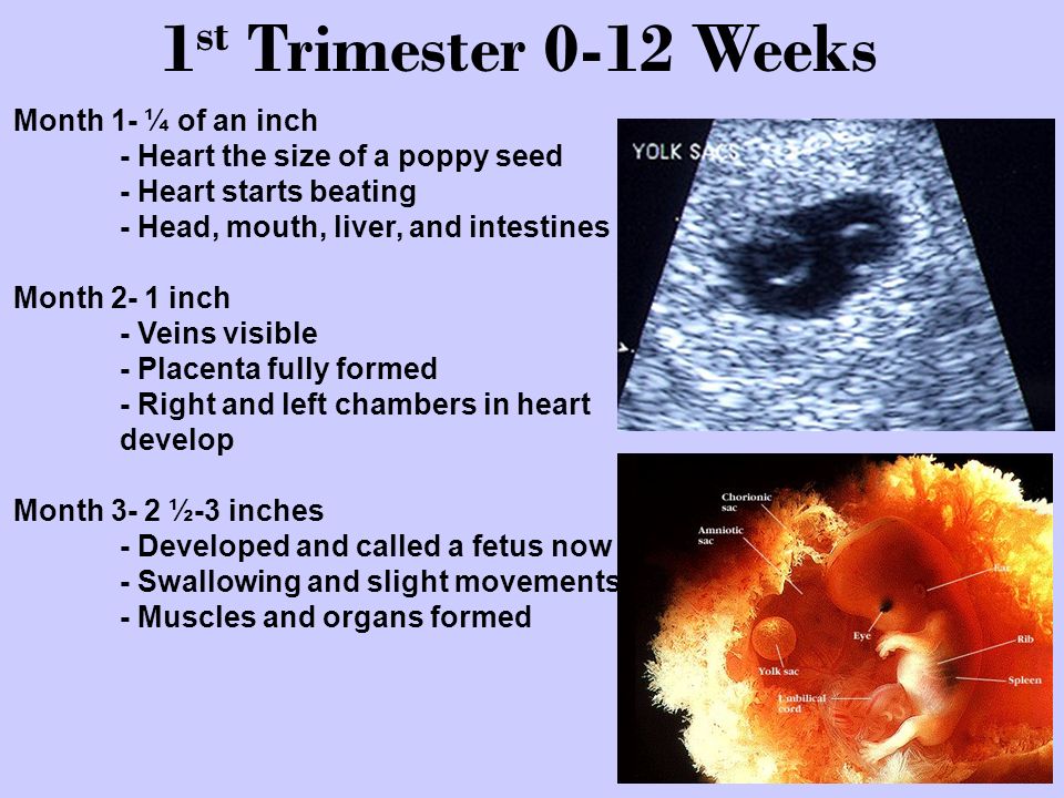 J# 25 Baby Trivia 1. How many weeks is a full term pregnancy ppt video  online download