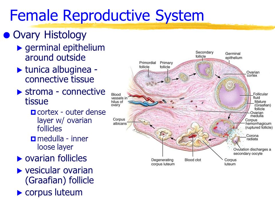 Morphology and physiology of the ovary