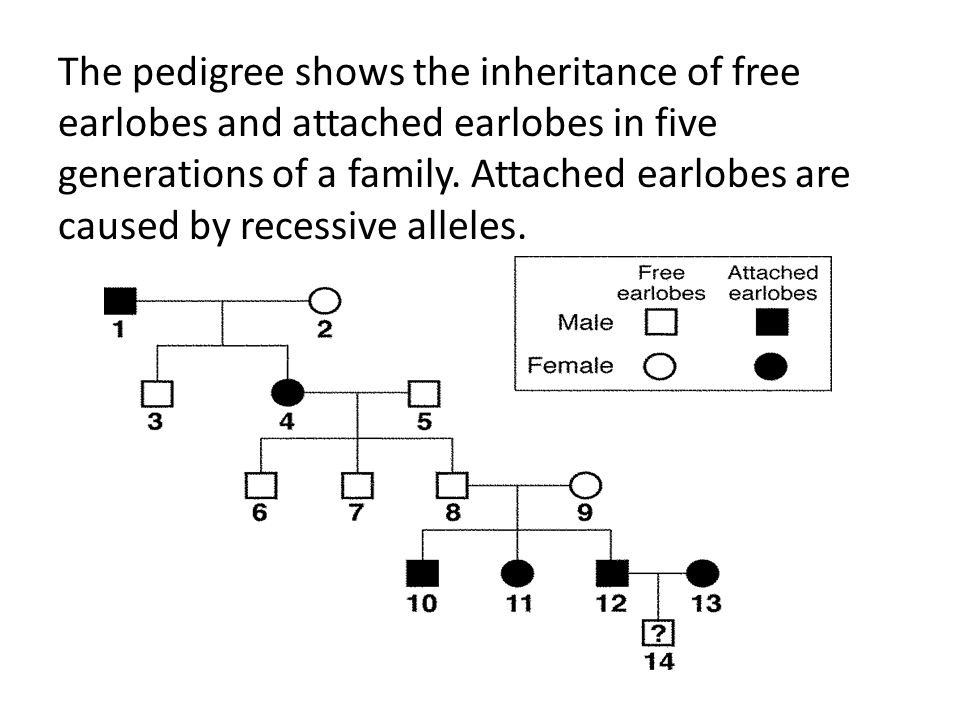 Pedigree Chart For Free Or Attached Earlobes