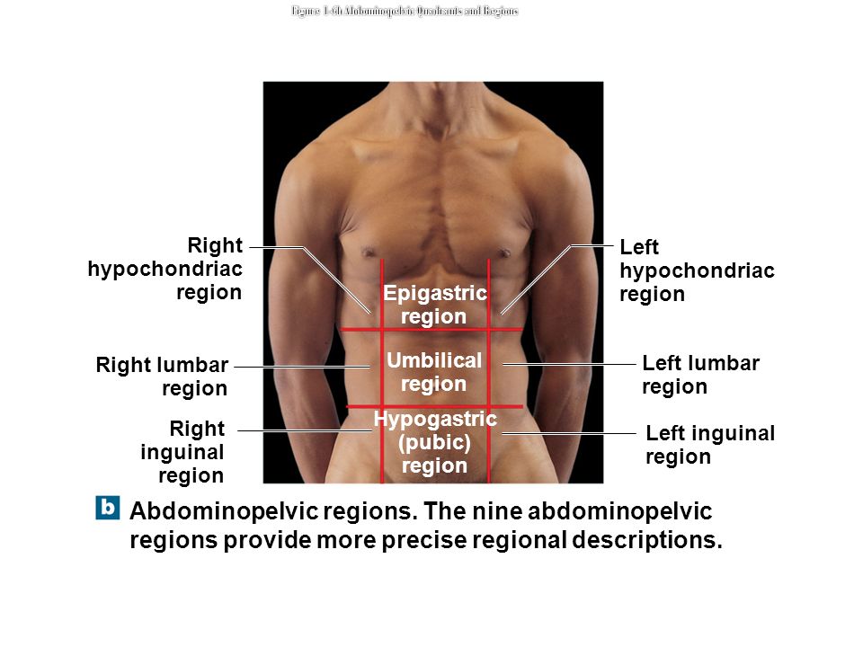 An Introduction To Studying The Human Body Ppt Video Online Download