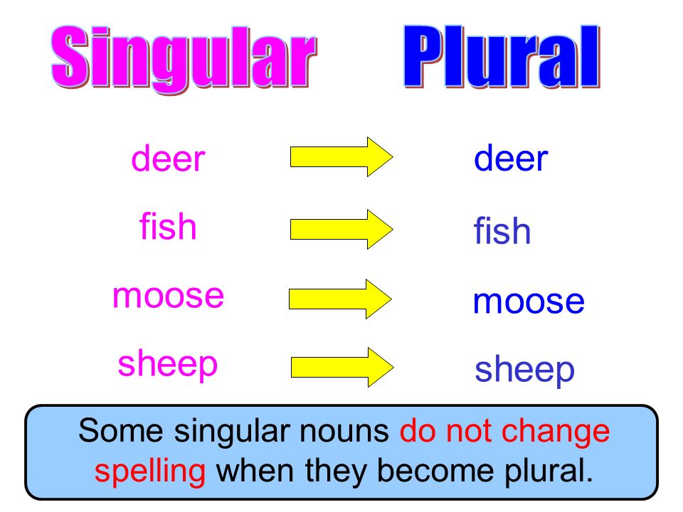 Some singular nouns do not change spelling when they become plural.