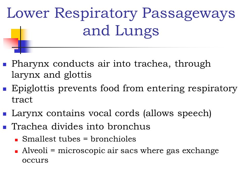 Lower Respiratory Passageways and Lungs