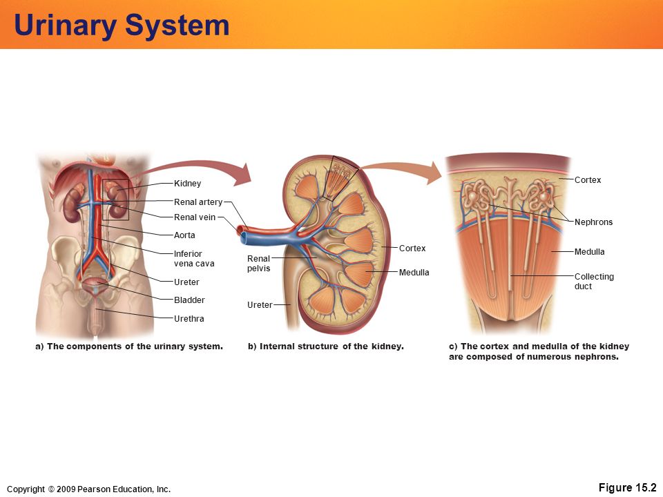 Кролог. Urinary System. Kidneys and urine System. Urinary System components. Structure and functions of the Urinary System.