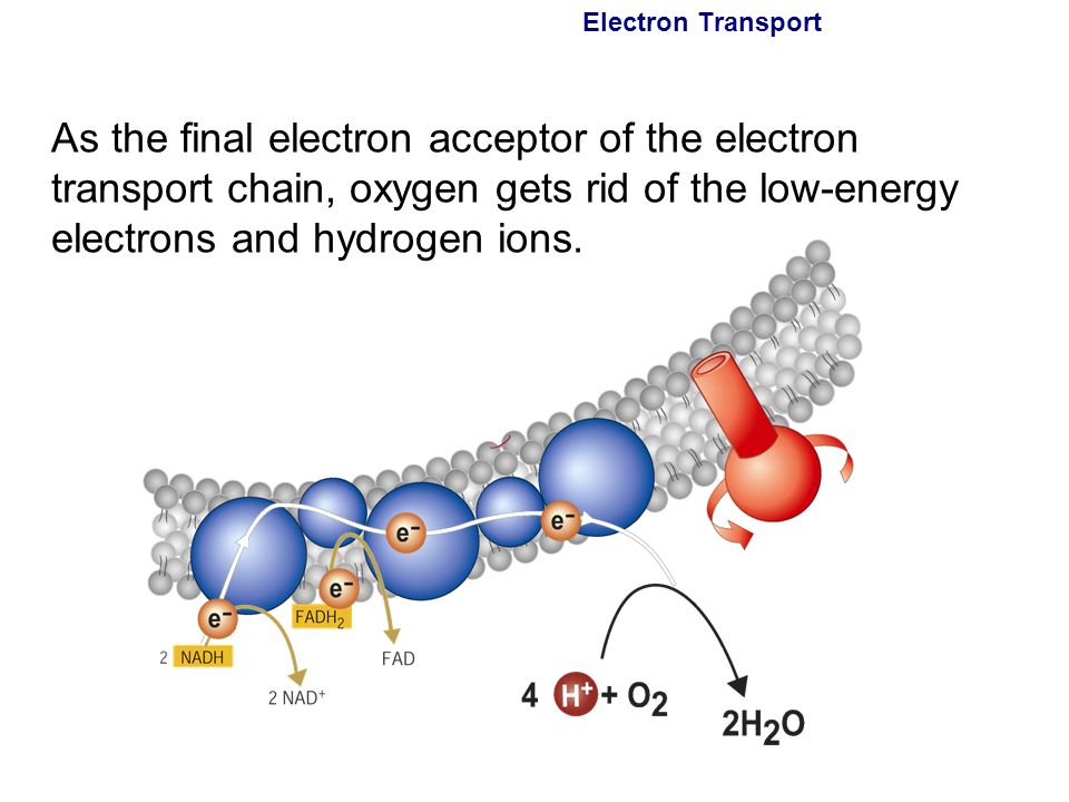 why is oxygen the best electron acceptor