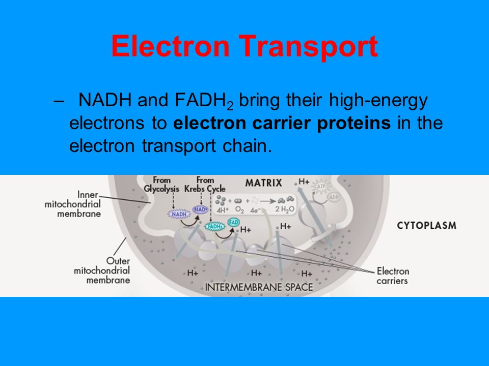 Electron Transport NADH and FADH2 bring their high-energy electrons to electron carrier proteins in the electron transport chain.