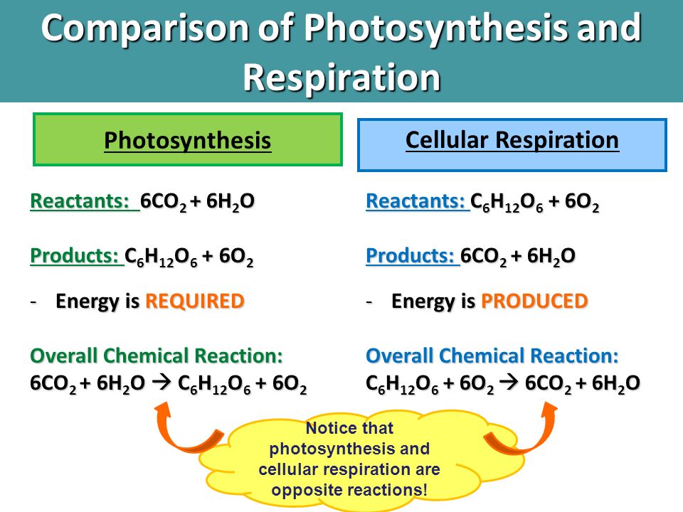 Indicates required question. Cellular respiration. Photosynthesis and respiration. Cellular respiration equation. Reactants.