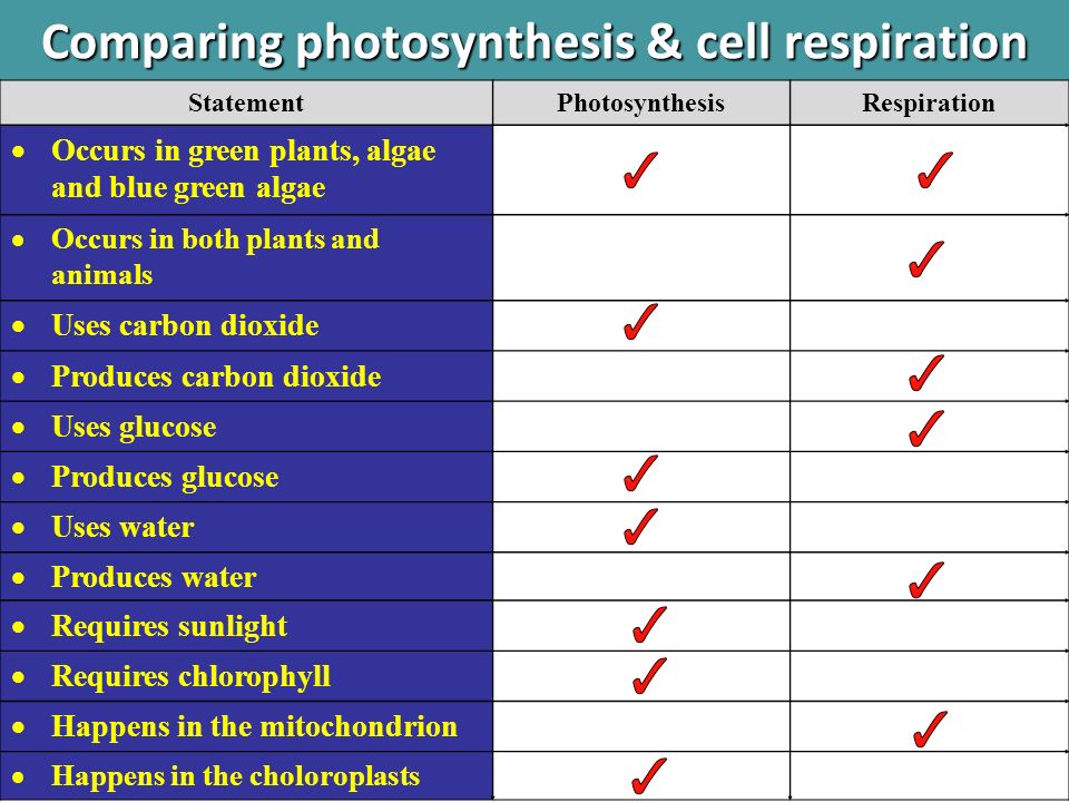 Photosynthesis And Cellular Respiration Comparison Chart Answers