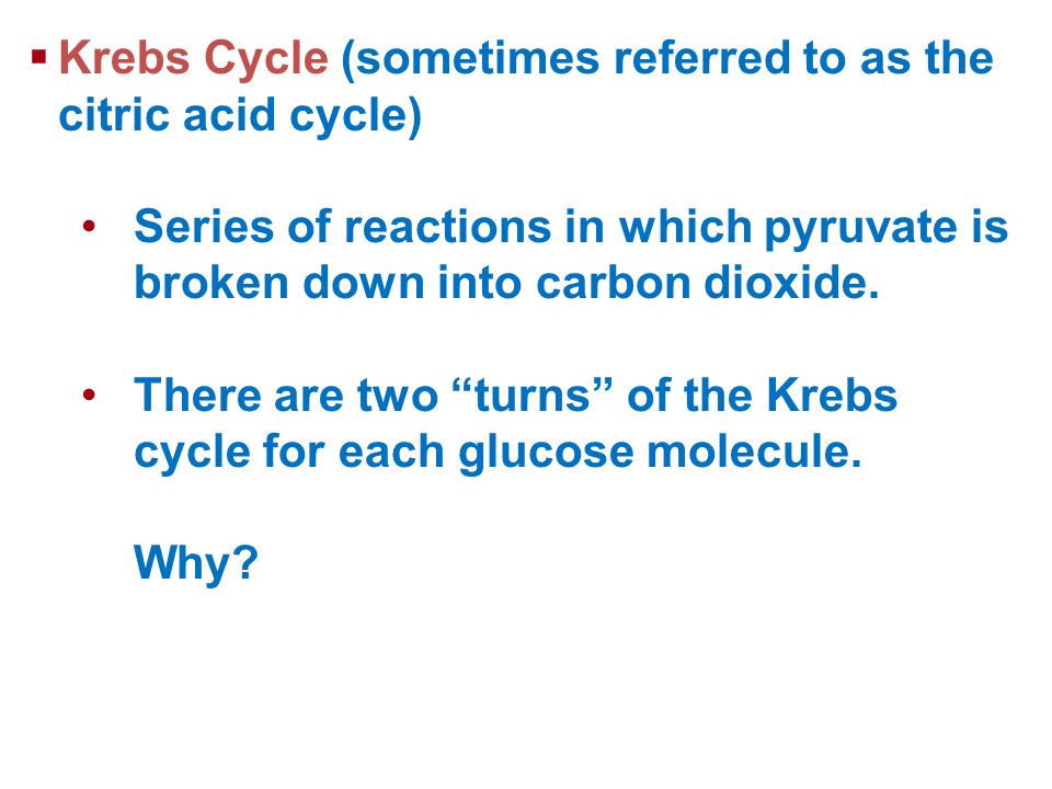 Krebs Cycle (sometimes referred to as the citric acid cycle)