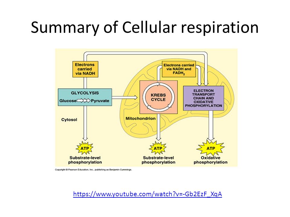 Summary of Cellular respiration