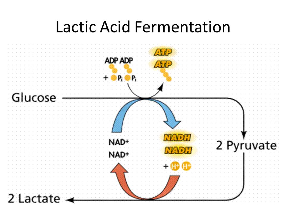 Lactic Acid Fermentation