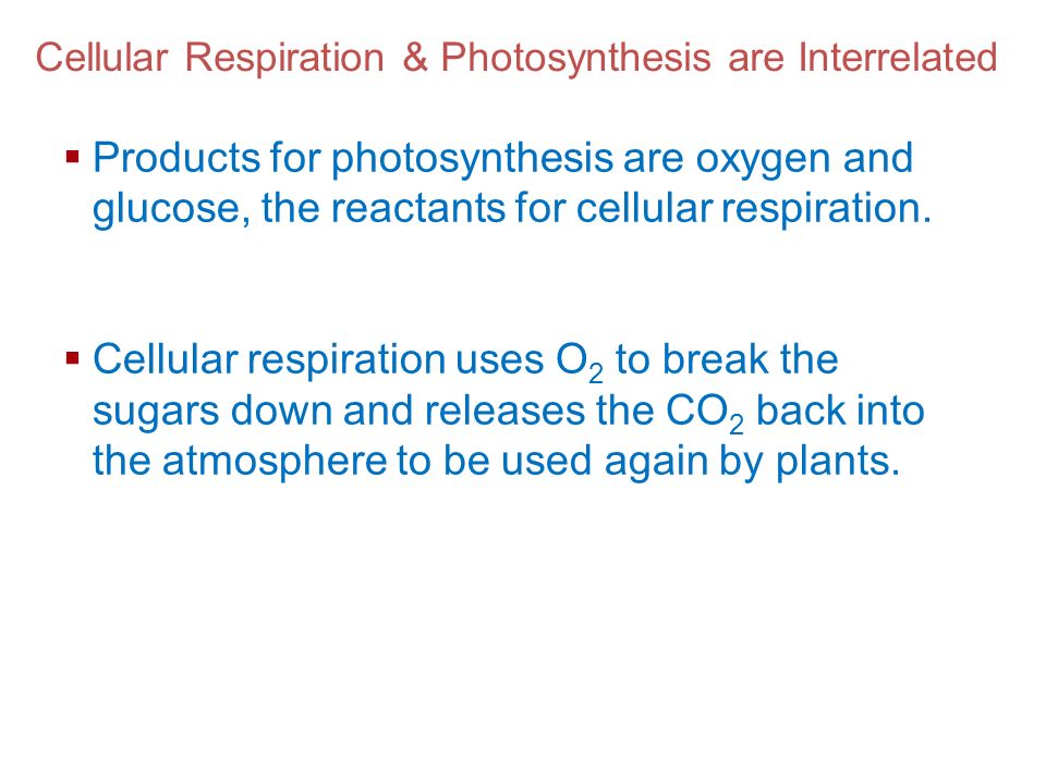 Cellular Respiration & Photosynthesis are Interrelated