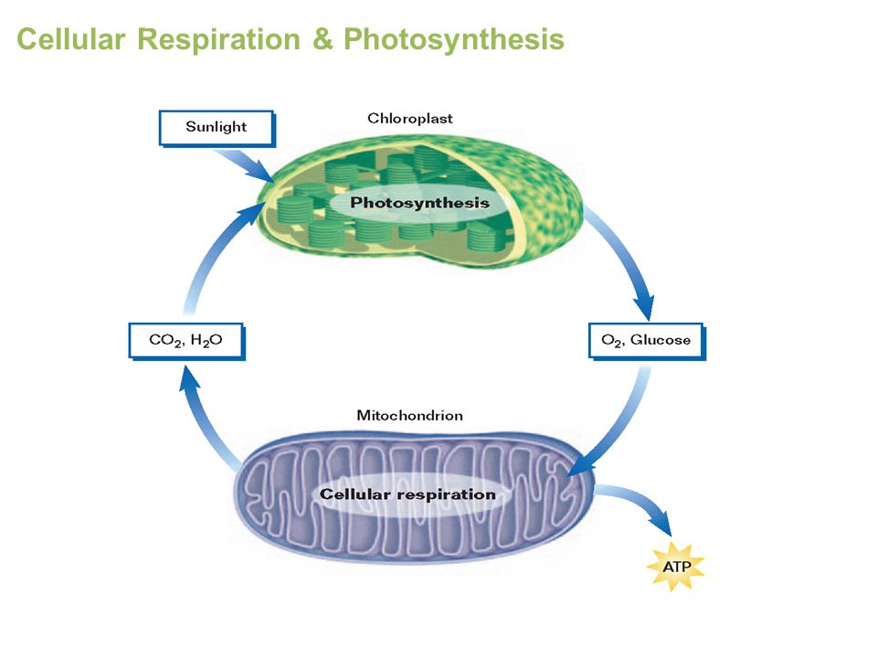 Cellular Respiration & Photosynthesis