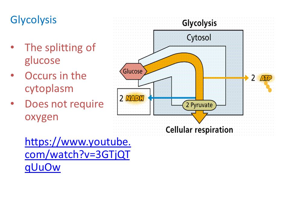 Glycolysis The splitting of glucose. Occurs in the cytoplasm.