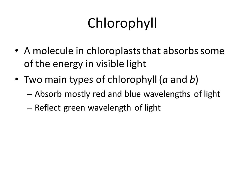Chlorophyll A molecule in chloroplasts that absorbs some of the energy in visible light. Two main types of chlorophyll (a and b)