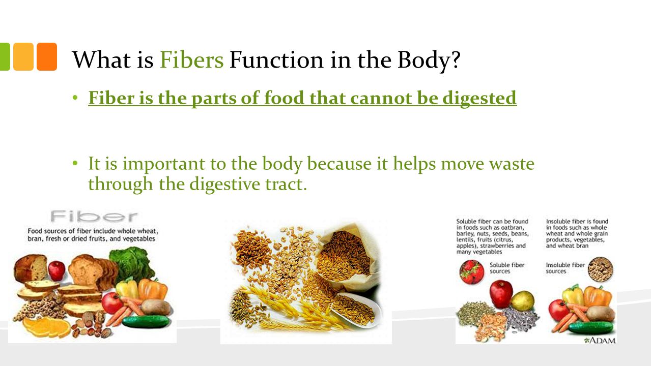 What is Fibers Function in the Body
