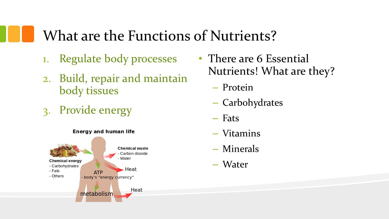 What are the Functions of Nutrients