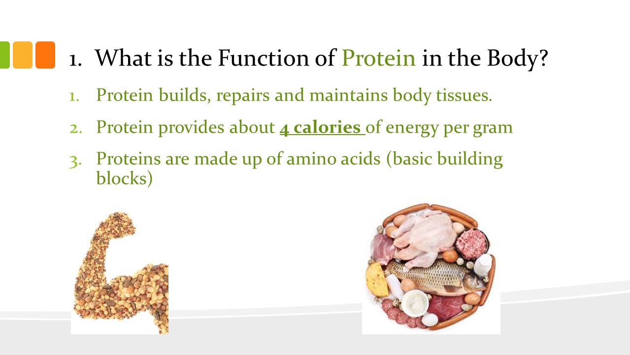 1. What is the Function of Protein in the Body