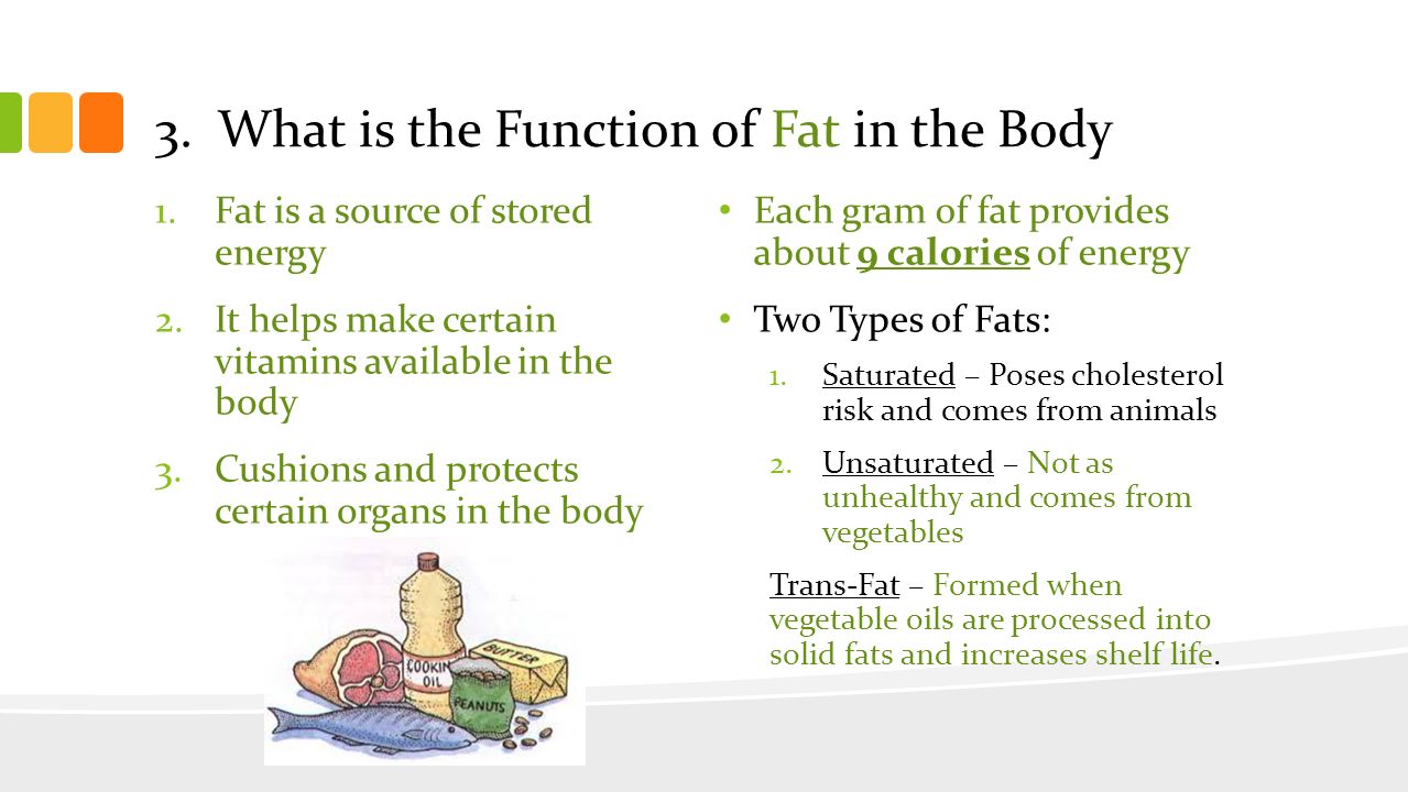 3. What is the Function of Fat in the Body
