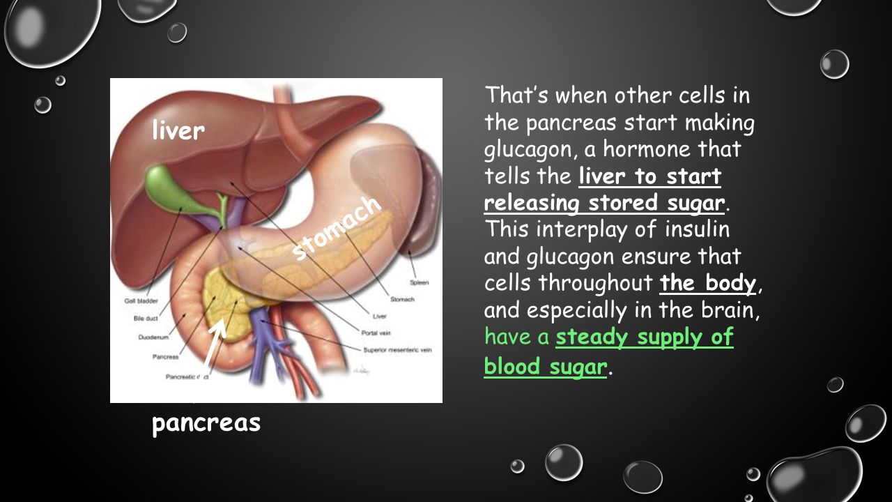 liver stomach pancreas