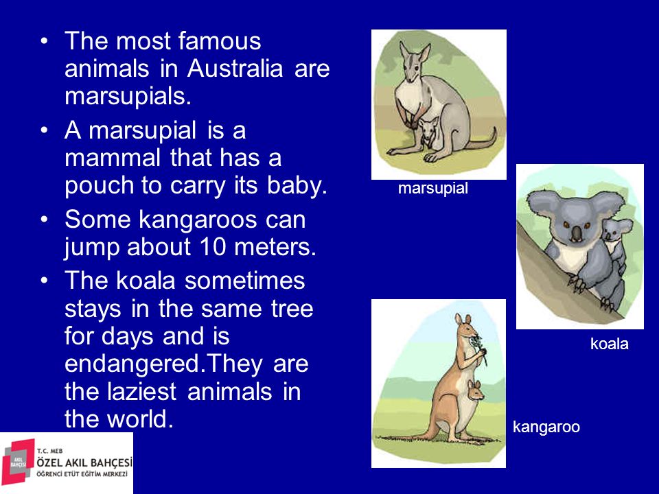 The most famous animals in Australia are marsupials.