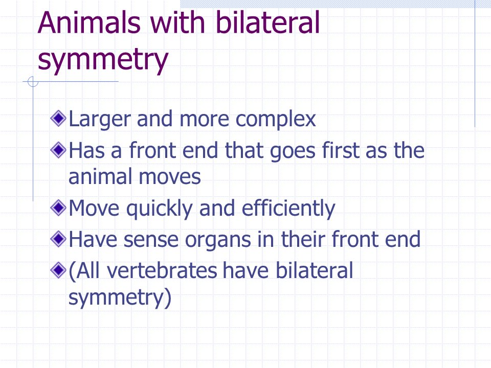 Animals with bilateral symmetry