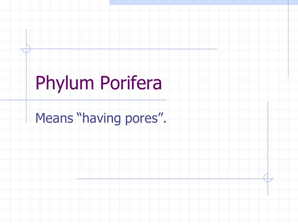 Phylum Porifera Means having pores .