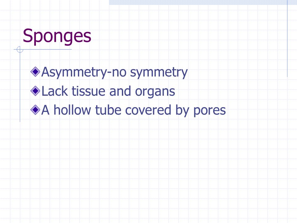 Sponges Asymmetry-no symmetry Lack tissue and organs