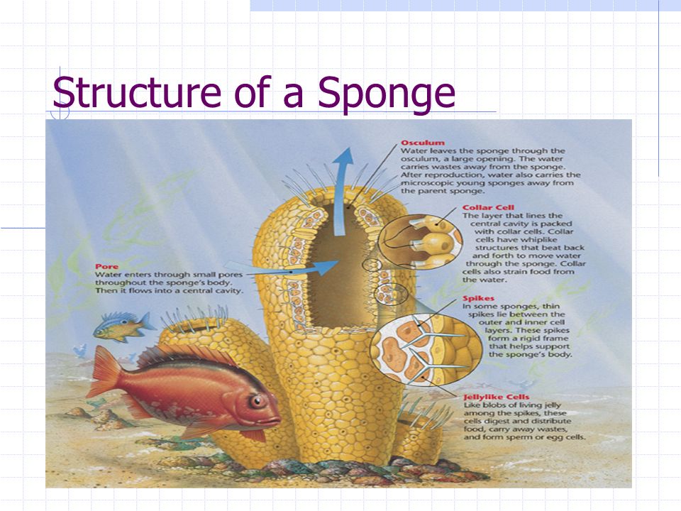 Structure of a Sponge