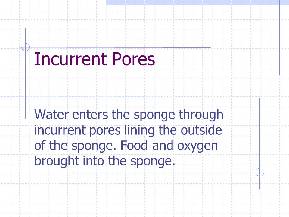 Incurrent Pores Water enters the sponge through incurrent pores lining the outside of the sponge.
