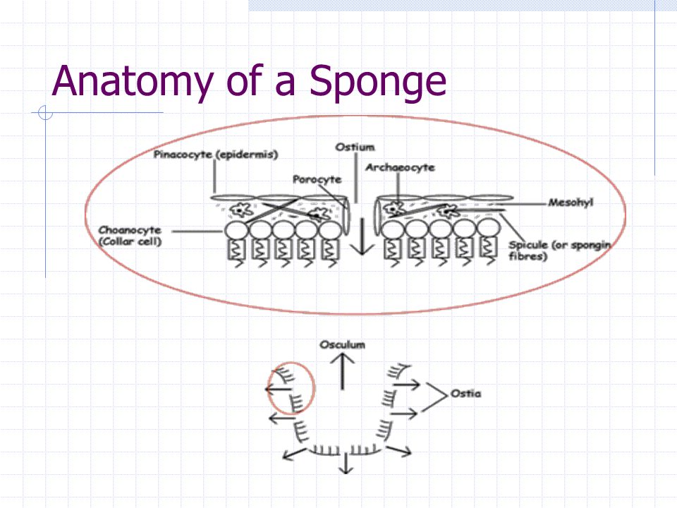 Anatomy of a Sponge