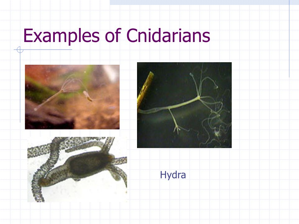 Examples of Cnidarians