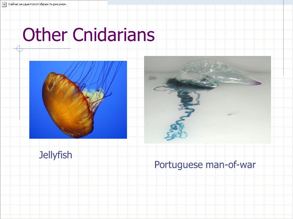 Other Cnidarians Jellyfish Portuguese man-of-war