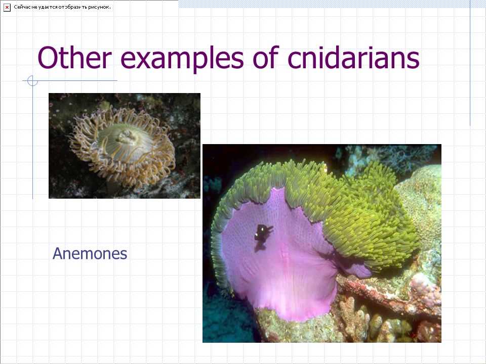 Other examples of cnidarians