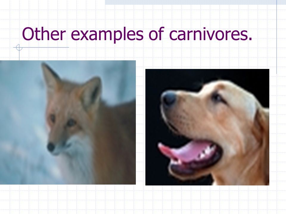 Other examples of carnivores.