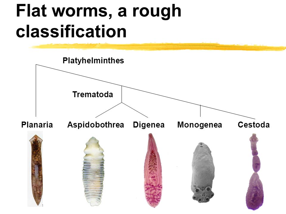 Specii de platyhelminthes trematoda. Viermii plaţi (Platyhelminthes) | Itinerarii pontice