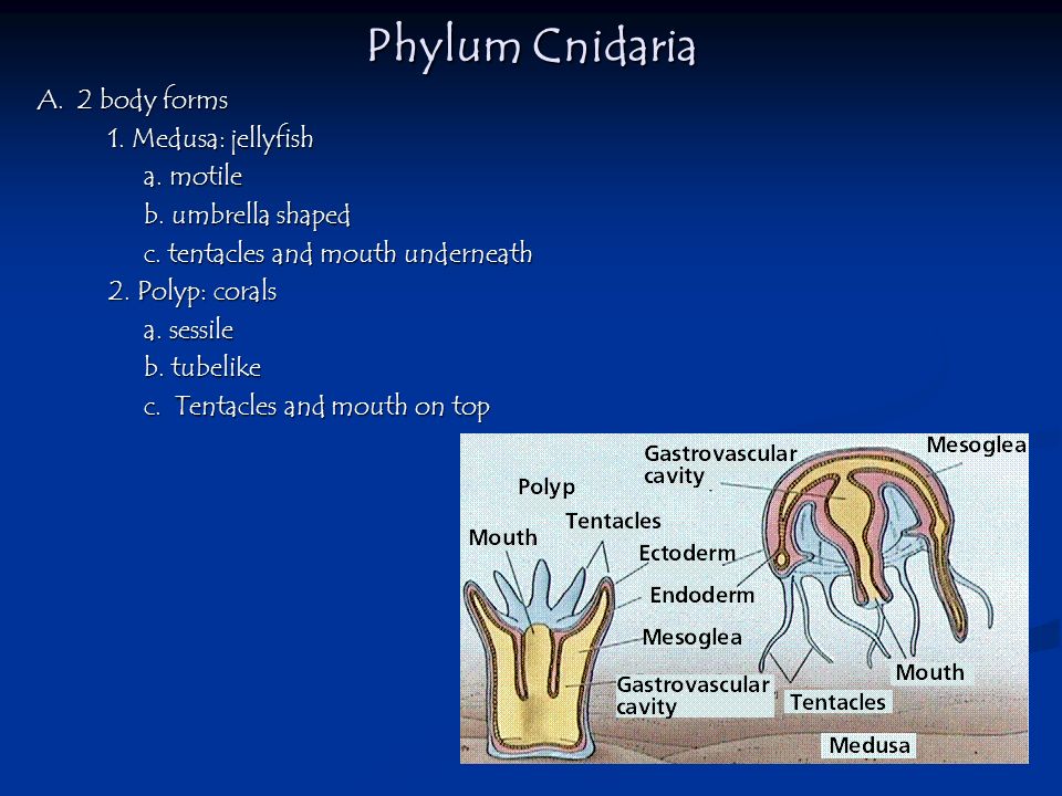 Phylum Cnidaria A. 2 body forms 1. Medusa: jellyfish a. motile