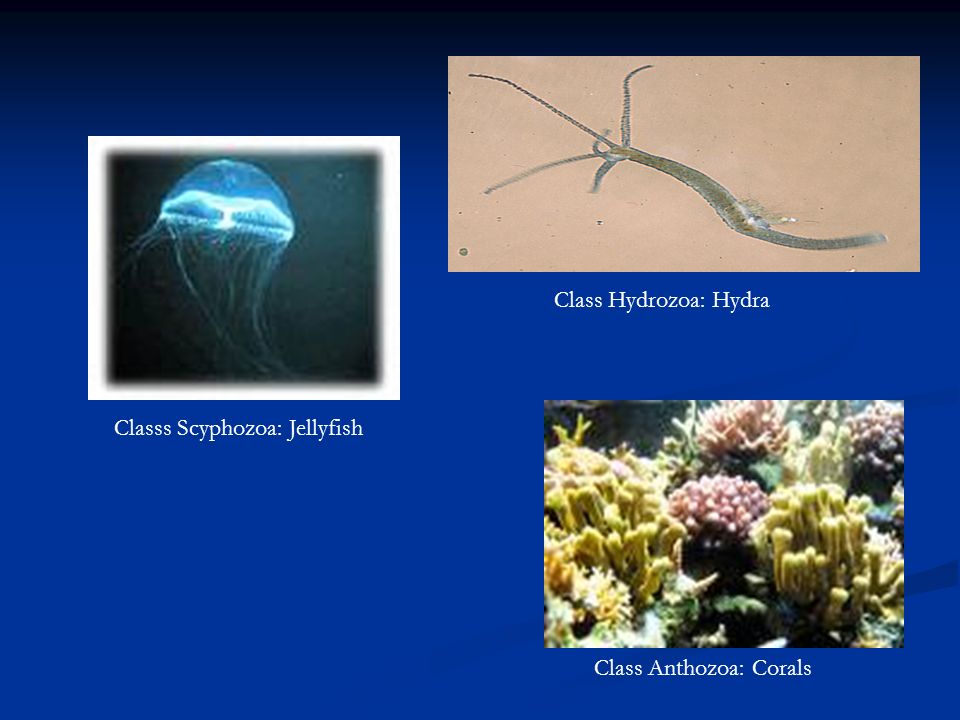 Class Hydrozoa: Hydra Classs Scyphozoa: Jellyfish Class Anthozoa: Corals