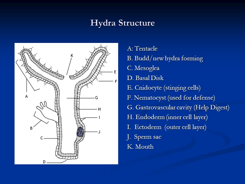 Hydra Structure A: Tentacle B. Budd/new hydra forming C. Mesoglea