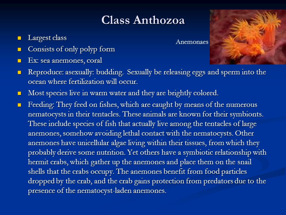 Class Anthozoa Largest class Consists of only polyp form