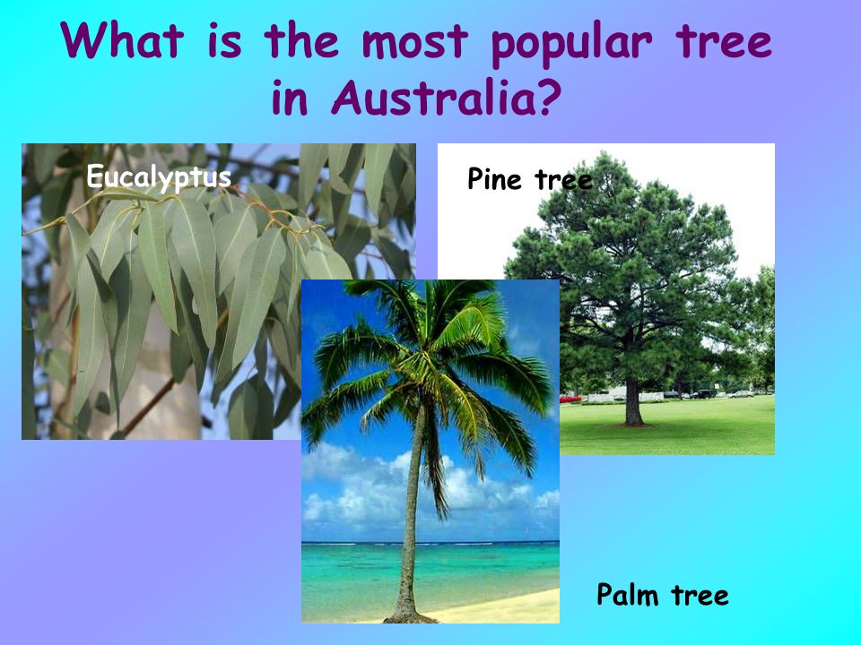 What is the most popular tree in Australia
