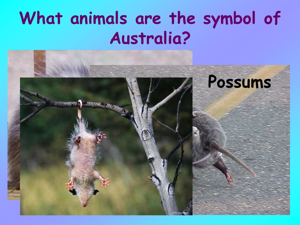What animals are the symbol of Australia