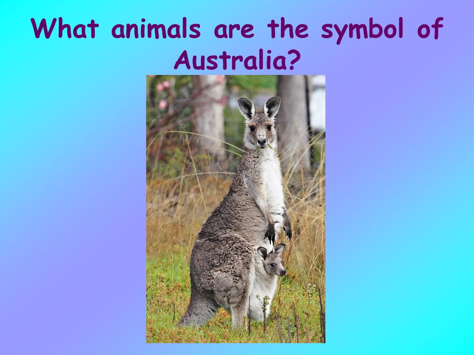 What animals are the symbol of Australia