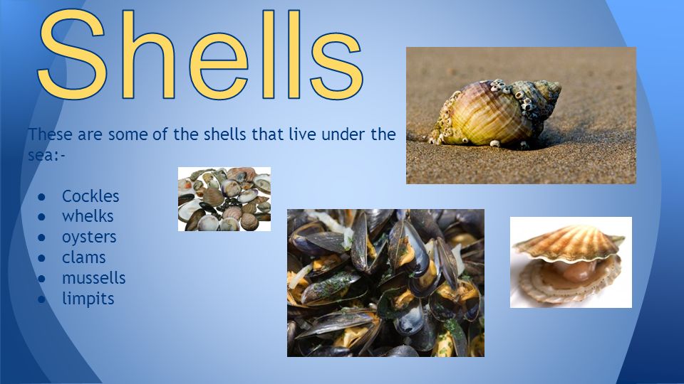 These are some of the shells that live under the sea:-