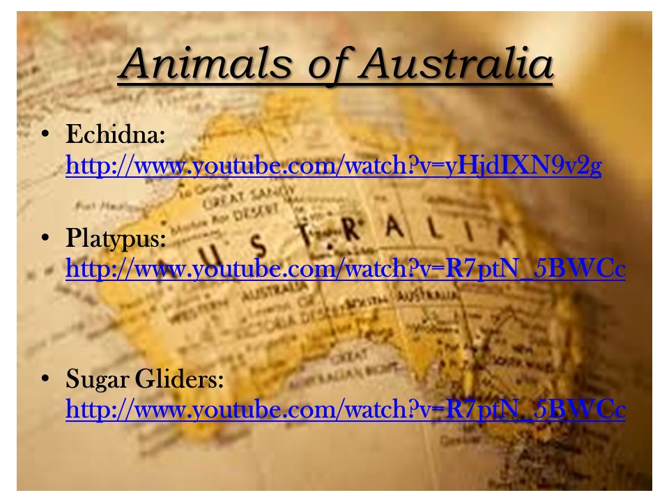 Animals of Australia Echidna:   v=yHjdIXN9v2g. Platypus:   v=R7ptN_5BWCc.